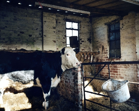 Tyddyn Mon Residency - Cow