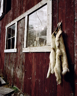 Shed & Skins