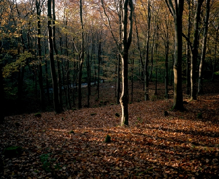 Woodlandview