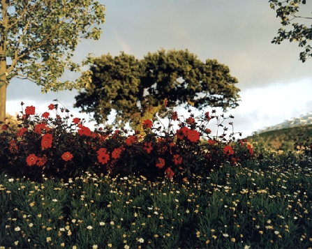 Redflowers