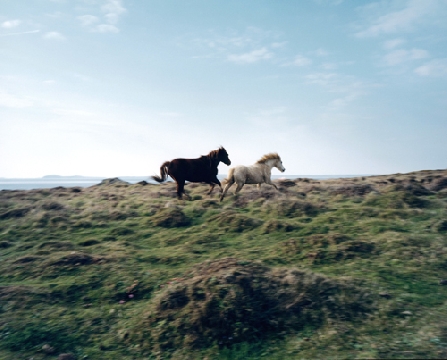 Horses