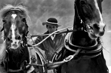 Horses
