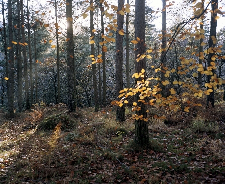 monks retreat